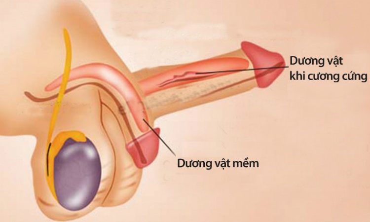 Cậu nhỏ khó cương dương, không kiểm soát được là bệnh gì?