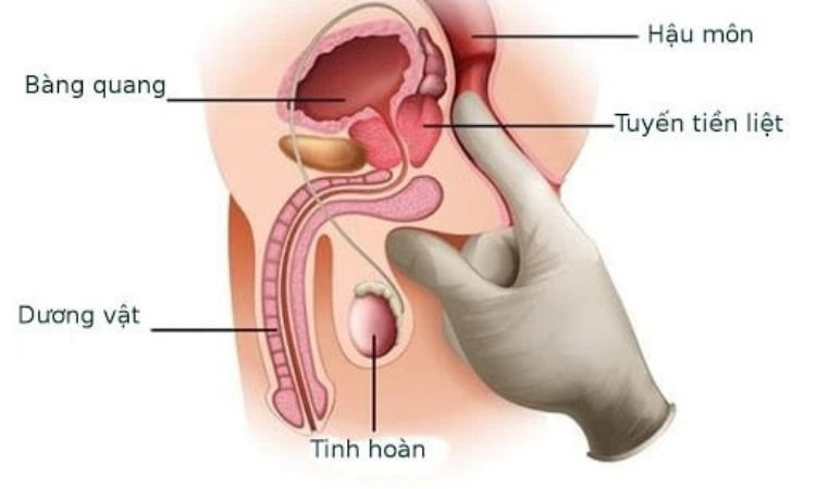 điểm g của đàn ông nằm ở vị trí nào